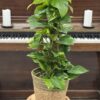 Pothos – Image 2