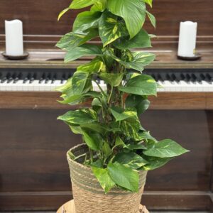 Pothos