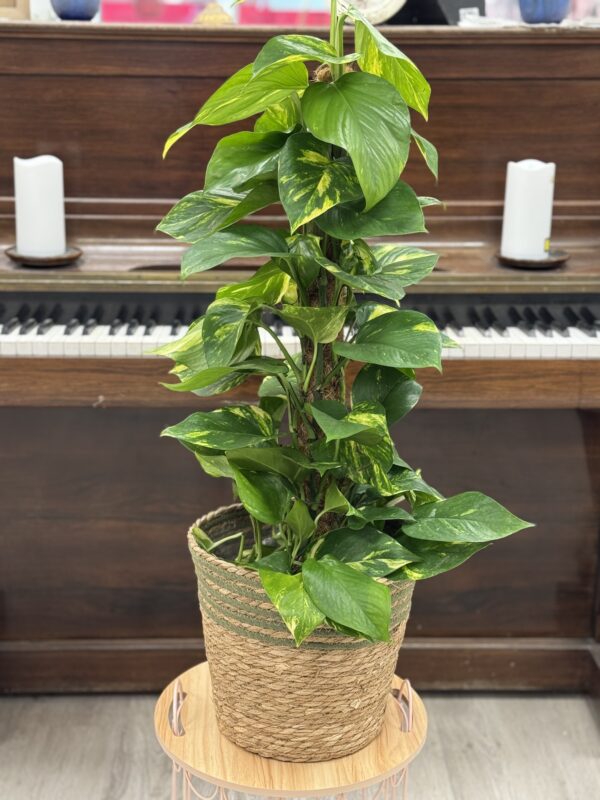 Pothos
