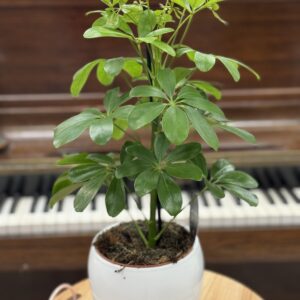 Plantes