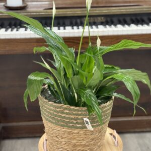 Spathiphyllum