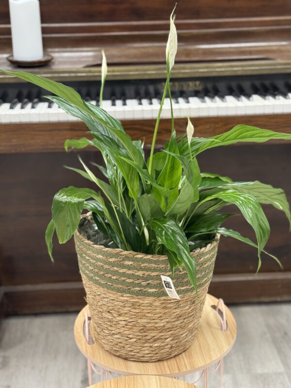Spathiphyllum