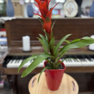 Guzmania