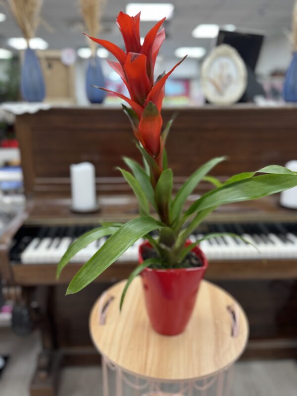 Guzmania