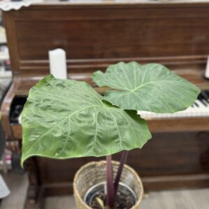 Alocasia