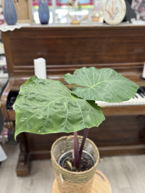 Alocasia