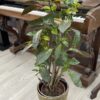 Croton – Image 2