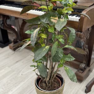 Croton
