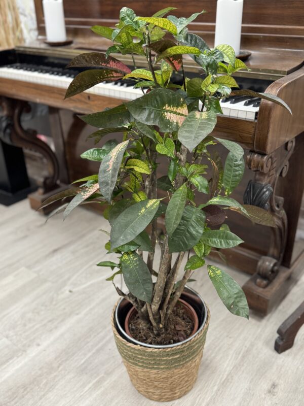 Croton