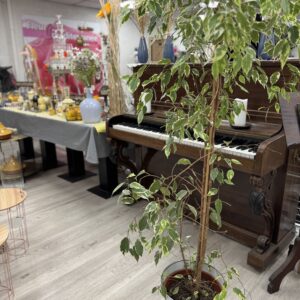 Ficus Benjamina