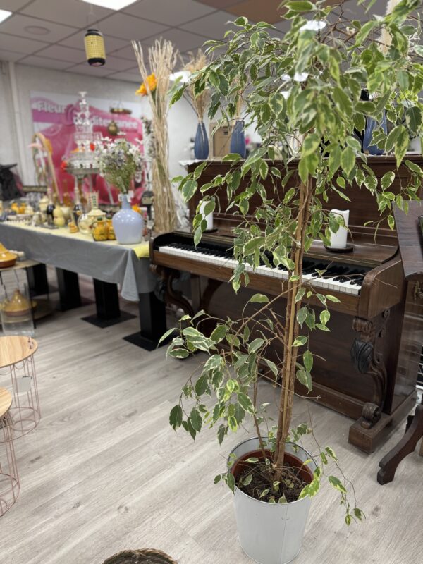 Ficus Benjamina