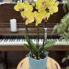 Composition de phalenopsis – Image 3