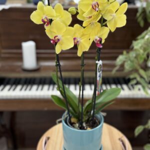 Phalenopsis
