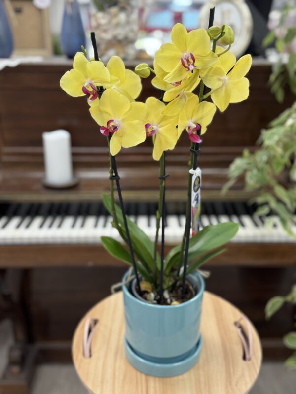 Phalenopsis