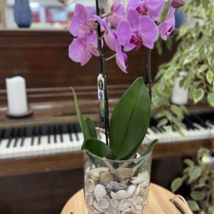 Composition de phalenopsis