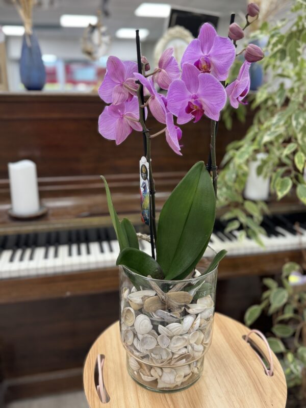 Composition de phalenopsis