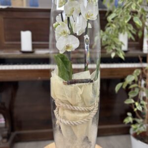 Phalenopsis en vase