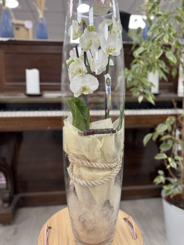 Phalenopsis en vase