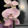 Phalenopsis – Image 3