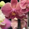 Phalenopsis – Image 4