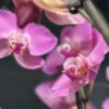 Phalenopsis – Image 5