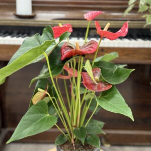 Anthurium