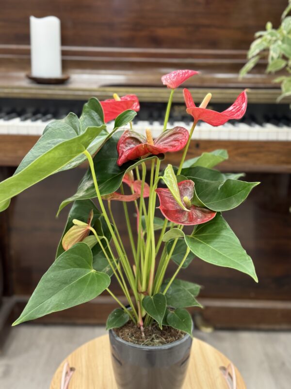 Anthurium